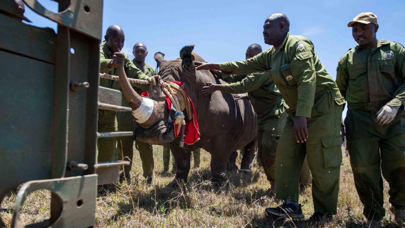 Personnel leading a rhino into crate before transfer. PHOTO/COURTESY